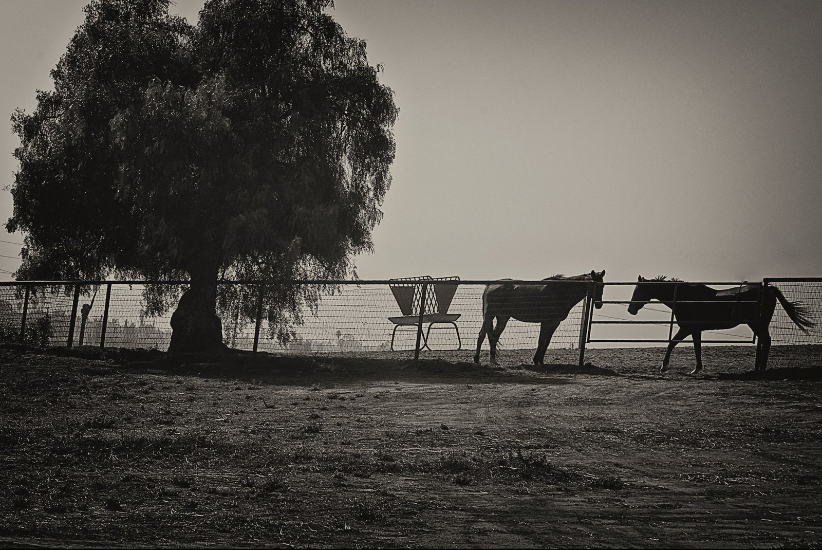 Black-and-white photograph of two horses beside a fence beneath a large tree.